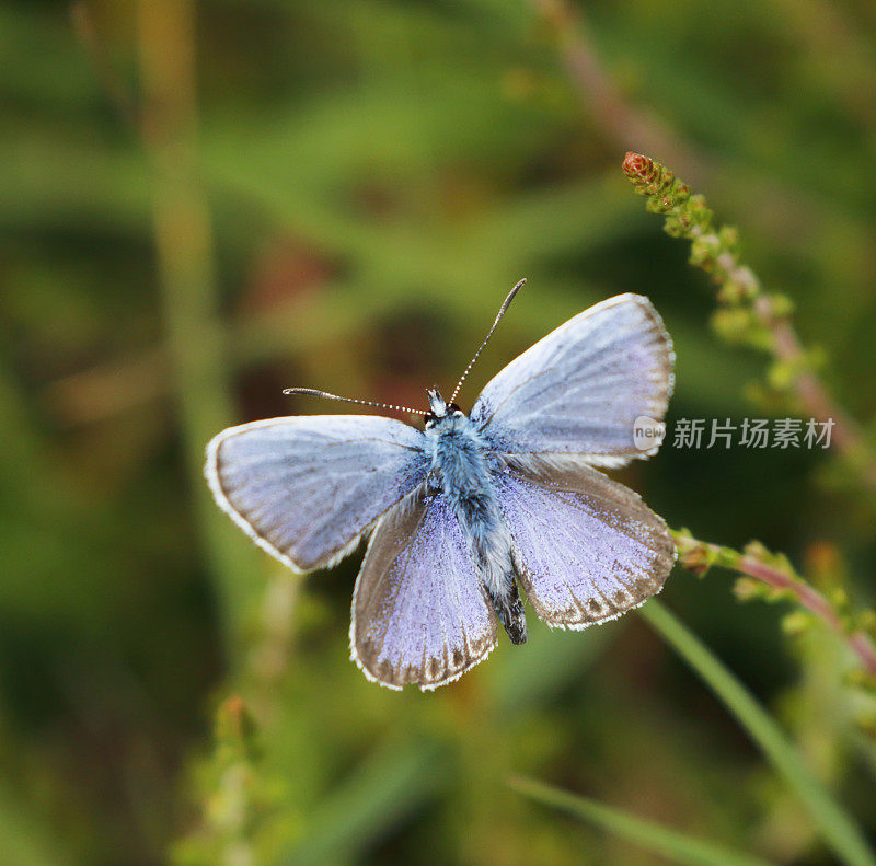 银色的蓝蝴蝶(Plebejus argus)雄性